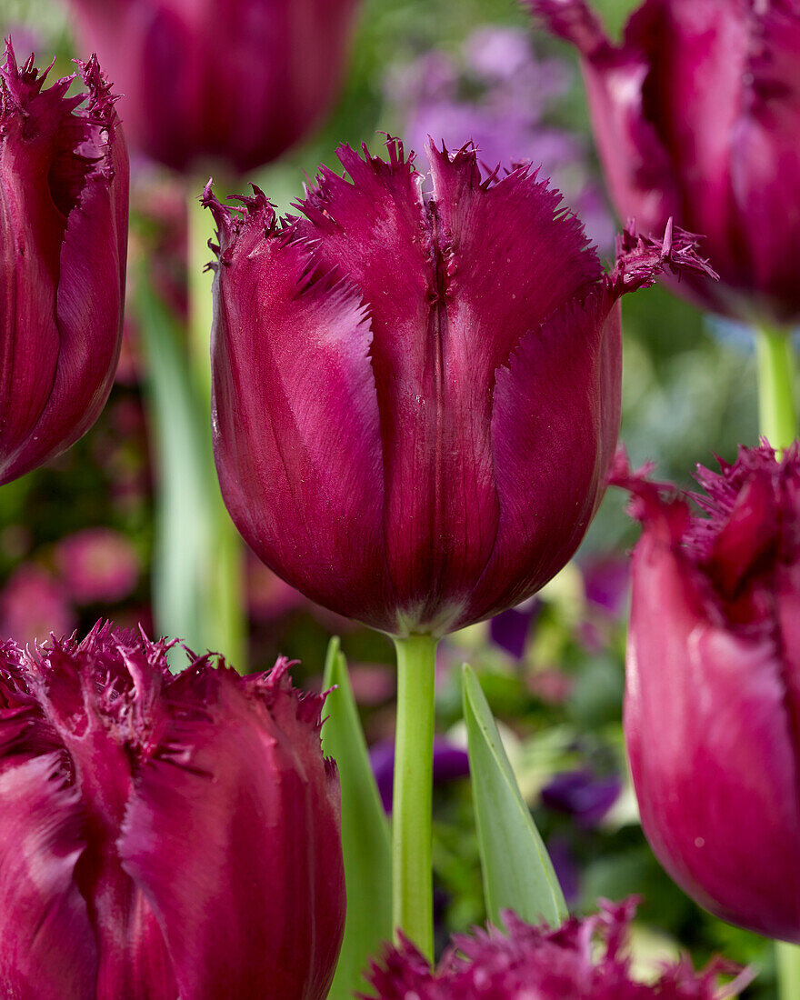 Тюльпан бахромчатый Горилла